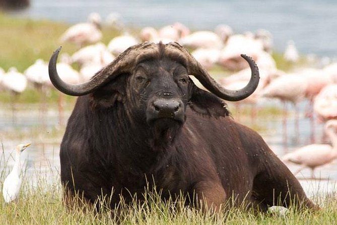 Day trip - Lake Nakuru National Park Tour From Nairobi - Who should book this Lake Nakuru day trip?