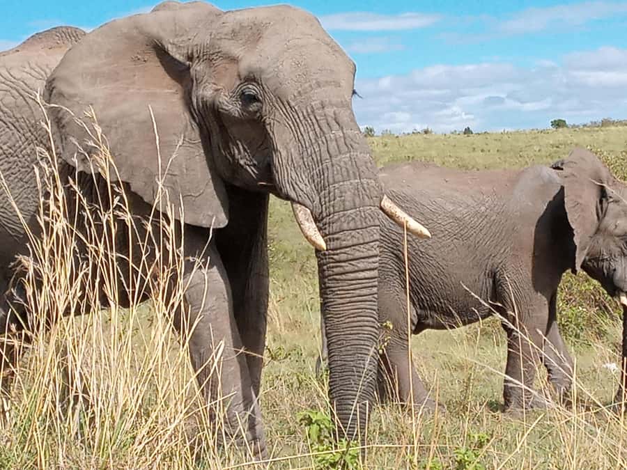Day Trip to Amboseli National Park from Nairobi. - Key points before you book