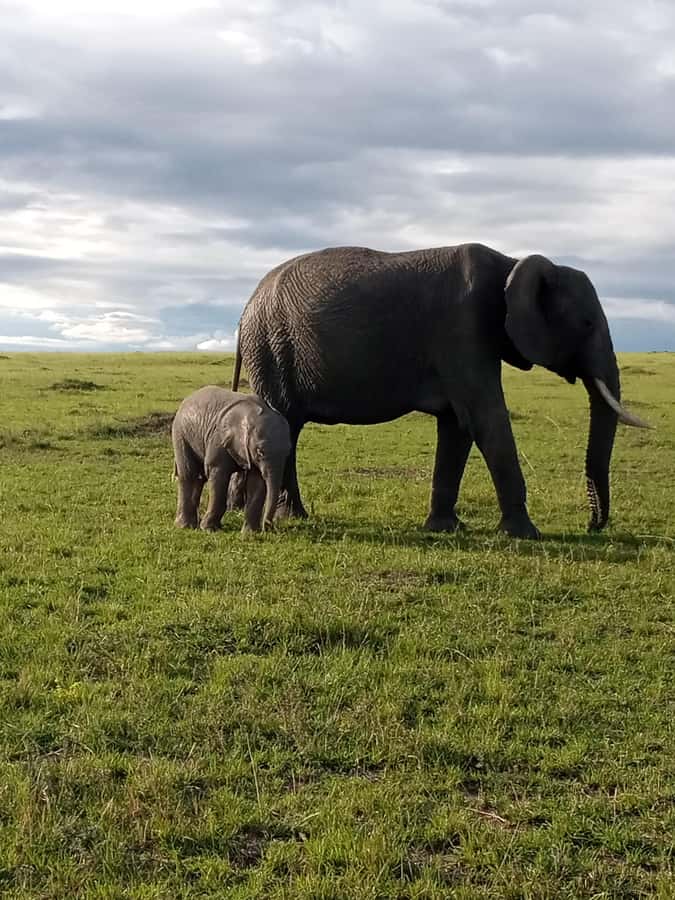 Day Trip to Amboseli National Park from Nairobi. - Why Amboseli makes a strong Nairobi day trip