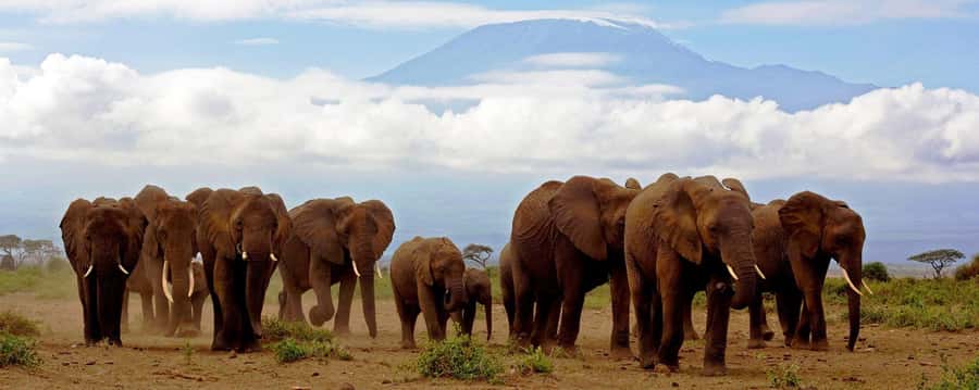 Day Trip to Amboseli National Park from Nairobi. - Riding in the pop-up-roof 4WD
