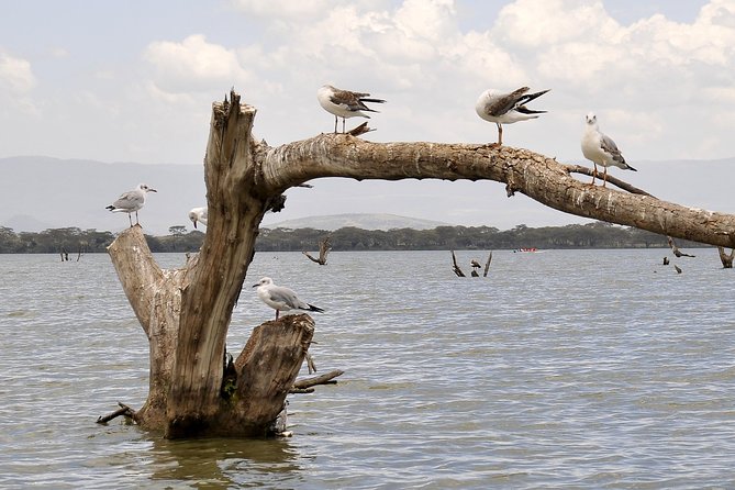 Day Trip To Crescent Island And Hells Gate National Park - Why this Nairobi day trip works