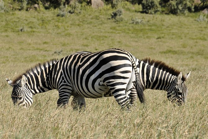 Day Trip To Crescent Island And Hells Gate National Park - Walking among animals on Crescent Island