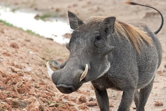Day trip to Hells Gate National Park with boat ride on Lake Naivasha - Lunch and the one-hour Lake Naivasha boat ride
