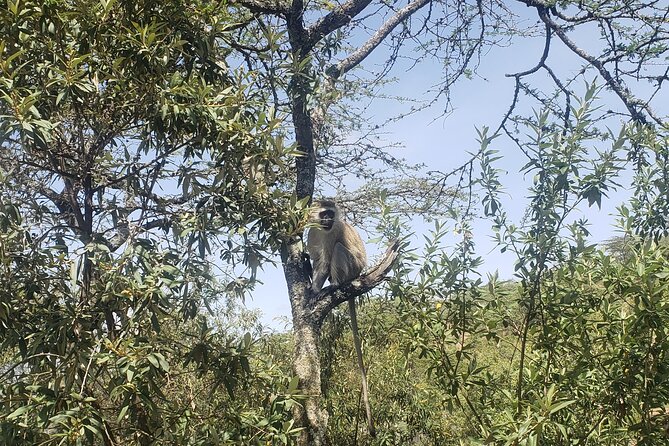 Day trip to Hells Gate National Park with boat ride on Lake Naivasha - The guide can shape the whole day