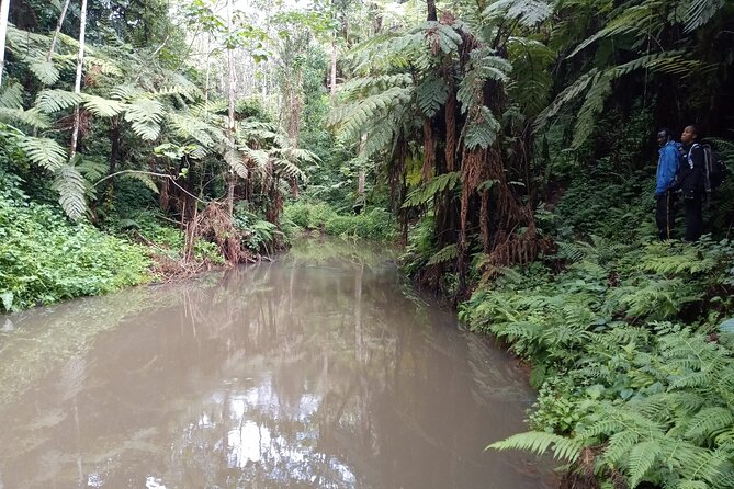 Day Trip to Kereita Forest and Ziplining - A three-hour walk through two river valleys