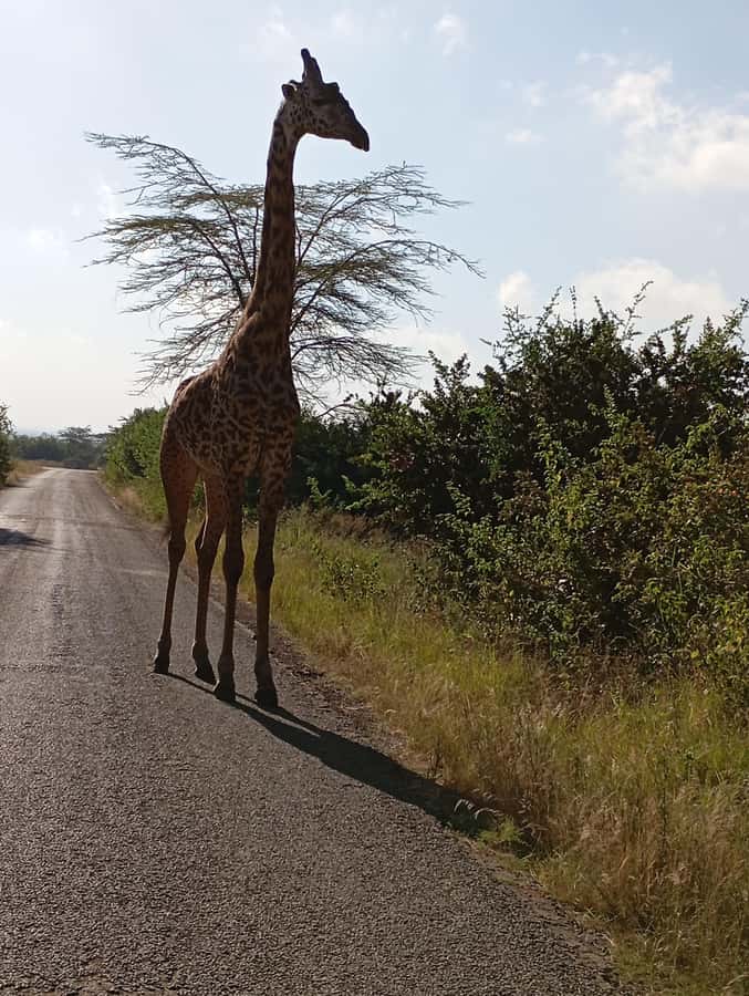 Day Trip to Lake Nakuru National Park from Nairobi - Key points about this Nairobi to Nakuru safari