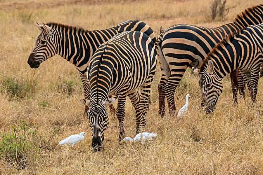 Day Trip to Lake Nakuru National Park from Nairobi - Leaving Nairobi for the Great Rift Valley