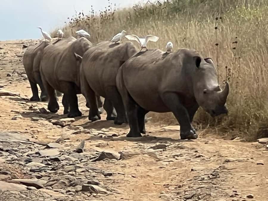 Day Trip to Lake Nakuru National Park from Nairobi - The game drive: rhinos, giraffes, and possible predators