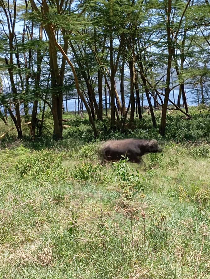 Day Trip to Lake Nakuru National Park from Nairobi - Baboon Cliff and the Rift Valley views