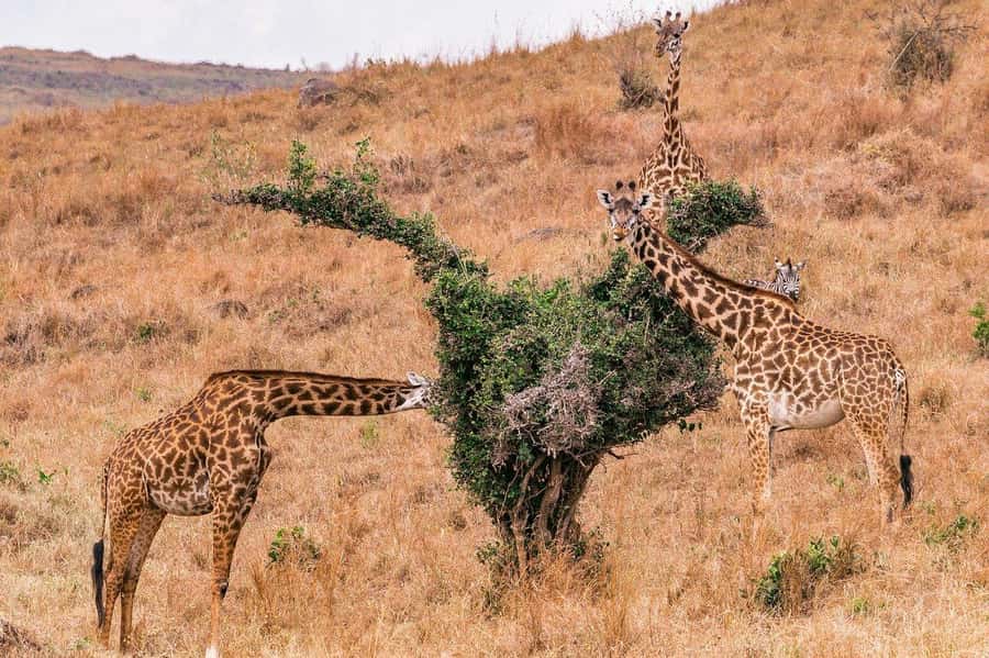 Day Trip to Lake Nakuru National Park from Nairobi - Should you book the Lake Nakuru day trip?
