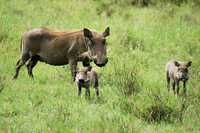 Day trip to Ol Pejeta conservancy from Nairobi - Baraka and the last northern white rhinos