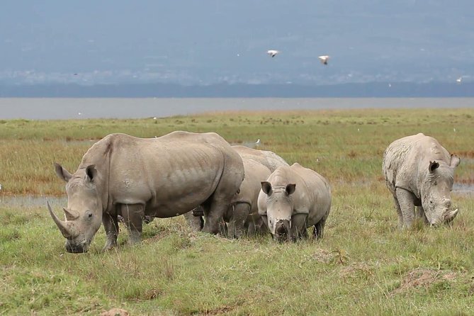 Day trip to Ol Pejeta conservancy from Nairobi - What the private format adds