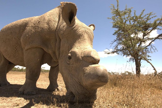 Day trip to Ol Pejeta conservancy from Nairobi - Who should book this safari