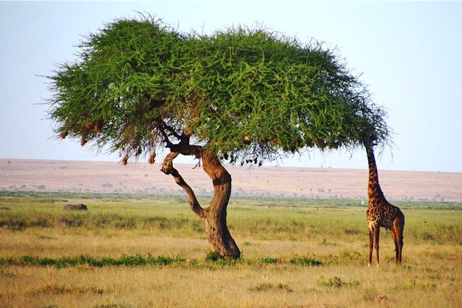 Day Trip - Tsavo East National Park ( Man Eater Lions of Tsavo & Other Big Five) - The 4:30 am pickup and drive inland