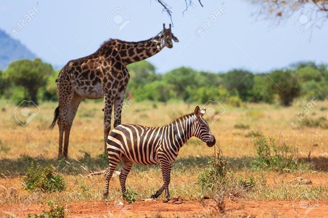 Day Trip - Tsavo East National Park ( Man Eater Lions of Tsavo & Other Big Five) - The morning game drive is your best use of park time