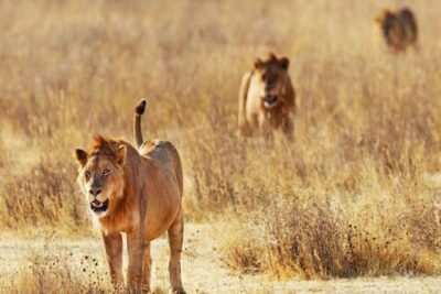 Day Trip – Tsavo East National Park ( Man Eater Lions of Tsavo & Other Big Five)
