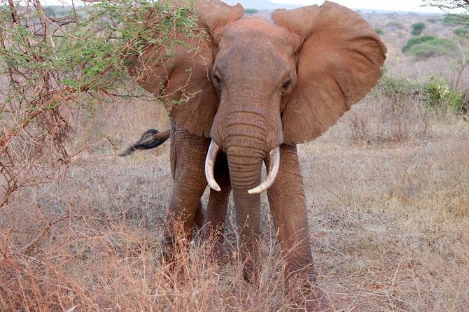 Day Trip - Tsavo East National Park ( Man Eater Lions of Tsavo & Other Big Five) - Lunch needs planning, not guesswork