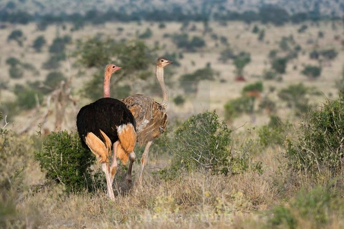 Day Trip - Tsavo East National Park ( Man Eater Lions of Tsavo & Other Big Five) - What the $200 price really covers