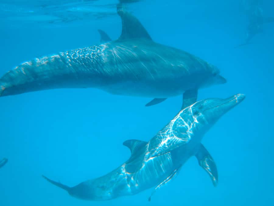 Dhow Adventure to Wasini Island & Kisite Marine Park - Key points at a glance