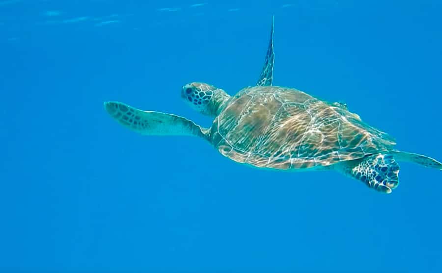 Dhow Adventure to Wasini Island & Kisite Marine Park - From Diani to the dhow before sunrise
