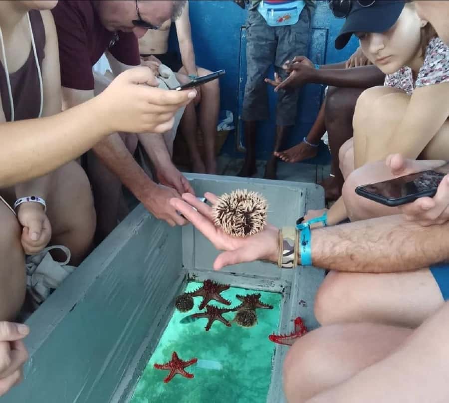 Diani Beach: Glass Boat Cruise to Robinson Island - Watching the seabed through the clear boat floor