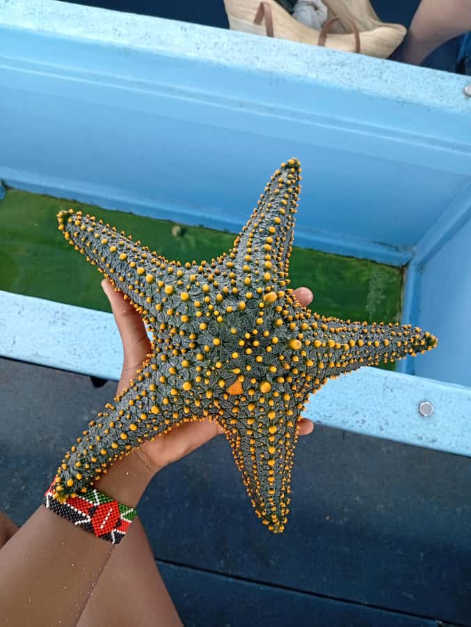 Diani Beach: Glass-Bottom Boat Cruise to Robinson Island - Practical advice for a better morning