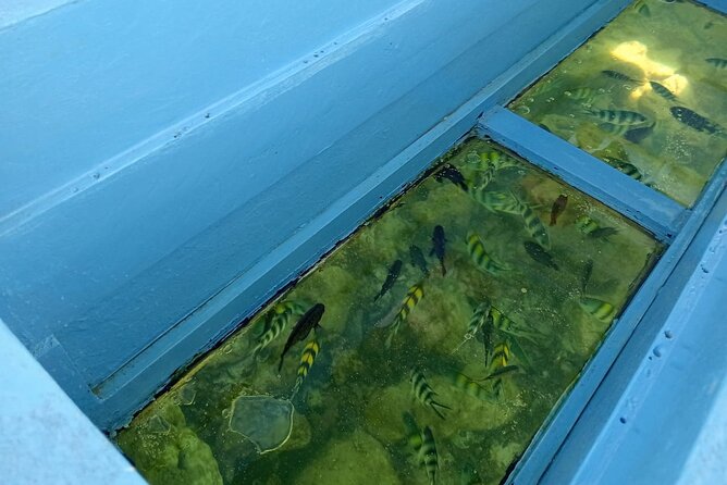 Diani Beach: Glass-bottom Boat Ride with Underwater Show - Who will enjoy this boat ride most?