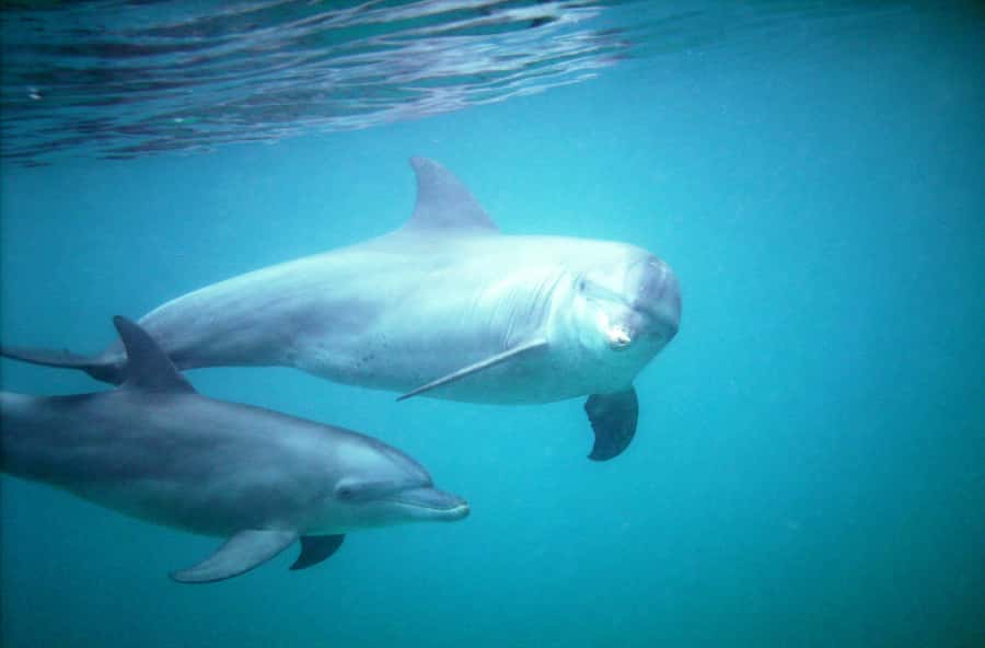 Diani Beach: Kisite Marine Park Dhow & Snorkeling with Lunch - Two water sessions, with conditions in control