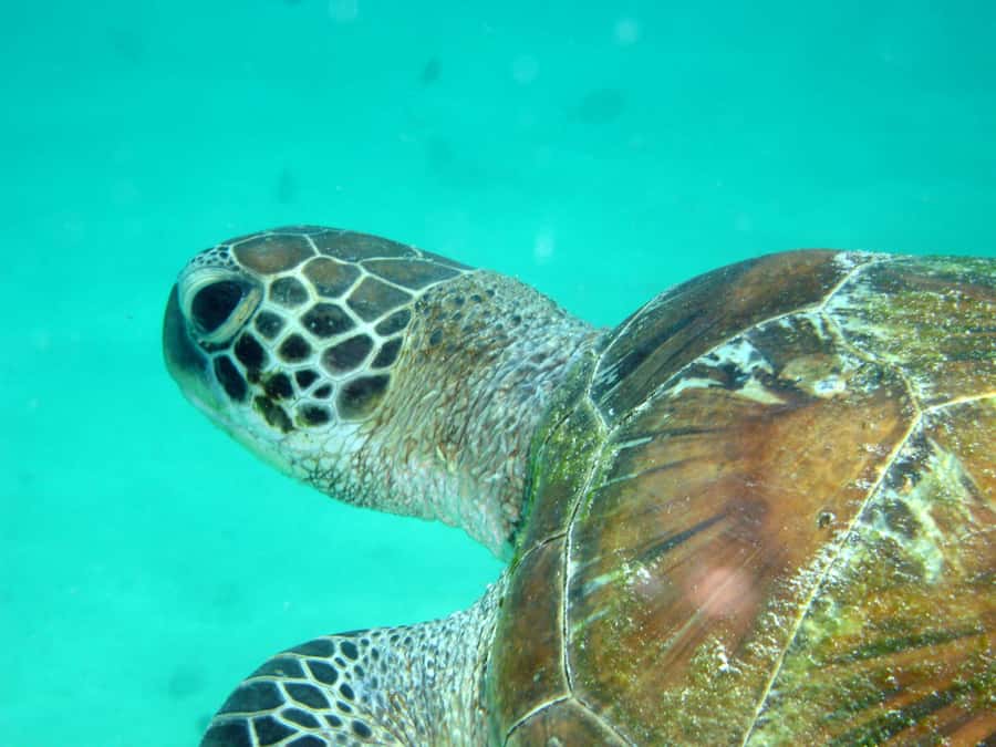Diani Beach: Kisite Marine Park Dhow & Snorkeling with Lunch - The practical truth about getting into the water