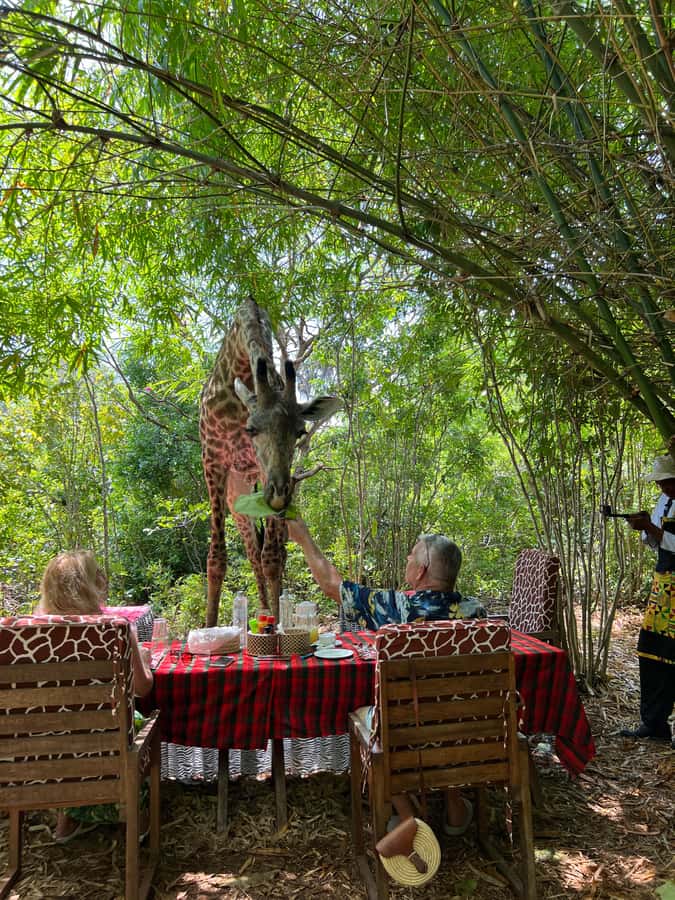 DIANI: SHARE A MEAL WITH GIRAFFES - Key points to know before booking