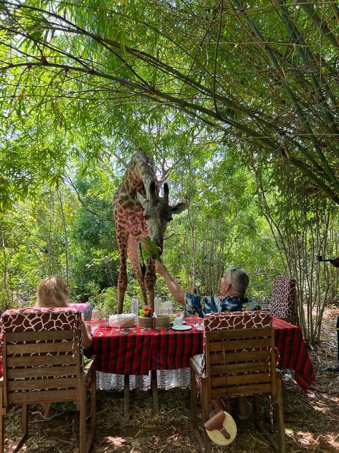 DIANI: SHARE A MEAL WITH GIRAFFES - The giraffes are the reason to come