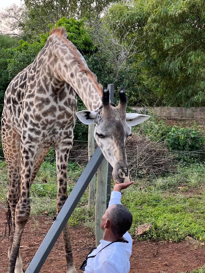 DIANI: SHARE A MEAL WITH GIRAFFES - A guided walk through a surprisingly varied park
