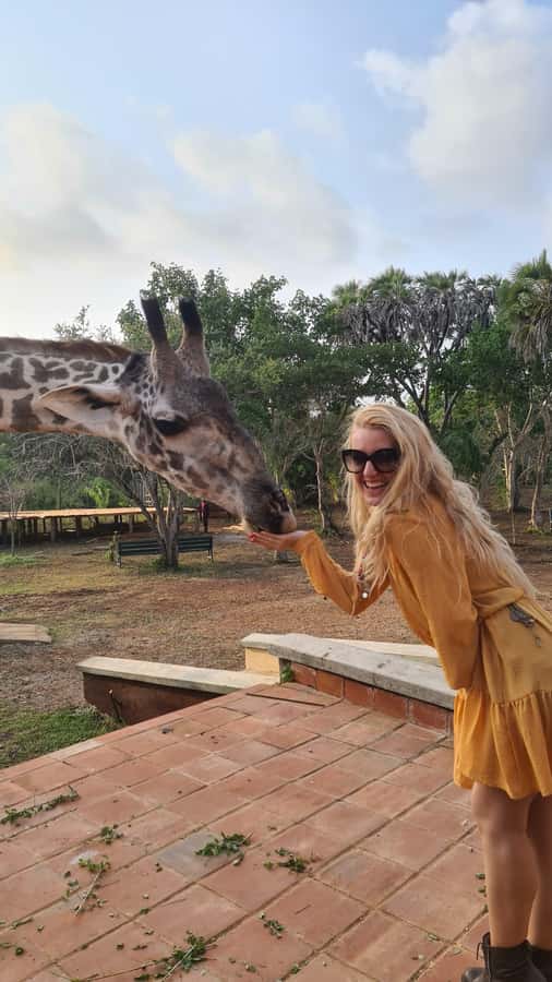 DIANI: SHARE A MEAL WITH GIRAFFES - Feeding the giraffes by hand