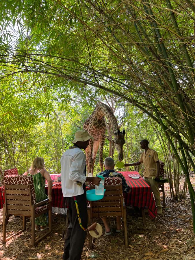 DIANI: SHARE A MEAL WITH GIRAFFES - Dinner beside the animal enclosure