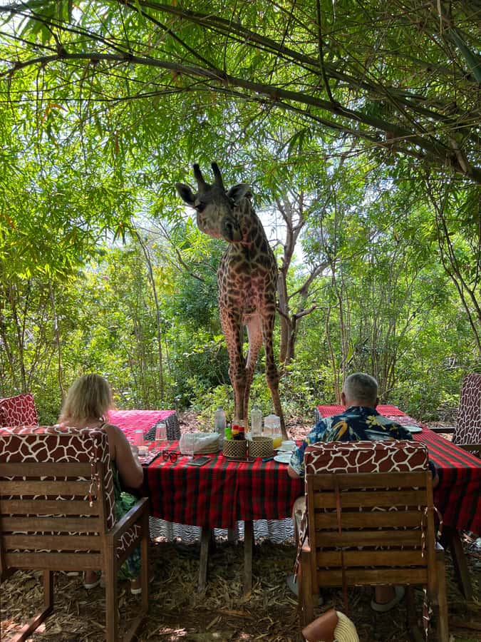 DIANI: SHARE A MEAL WITH GIRAFFES - The traditional dance and local interactions