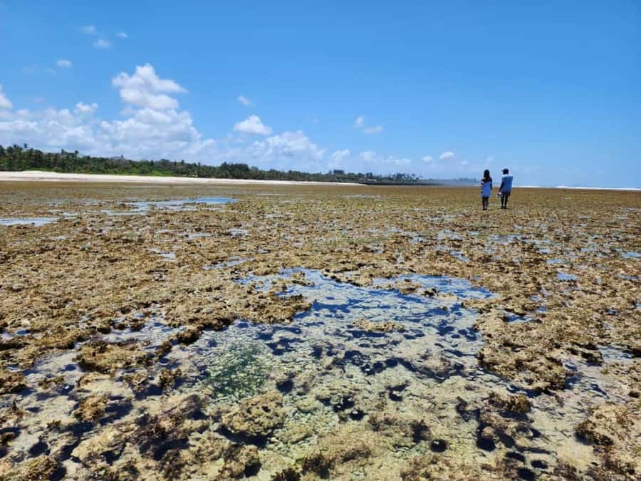 Diani: Snorkeling and Swimming at African Pool in Tiwi Beach - What the $35 price really covers