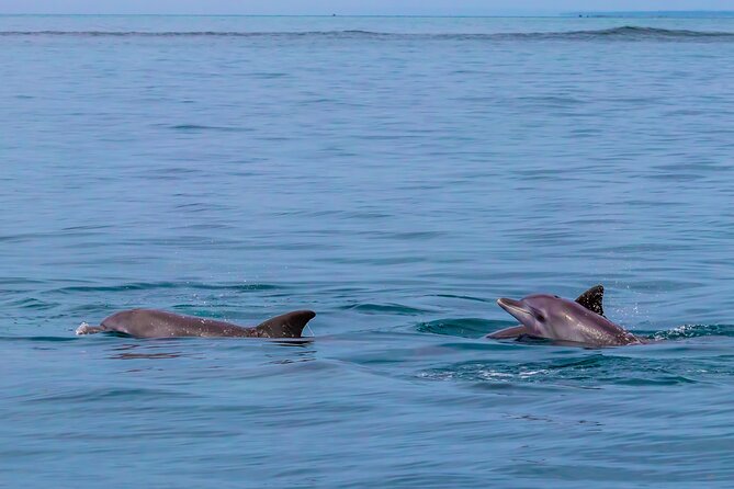 Dolphin Watch & Snorkeling at Kisite Marine Park & Wasini Island - A seafood lunch on Wasini Island