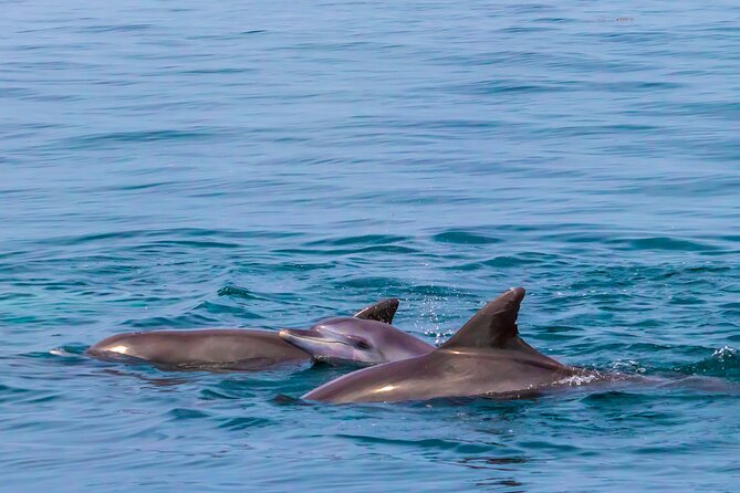 Dolphin Watch & Snorkeling at Kisite Marine Park & Wasini Island - The optional Shimoni slave caves