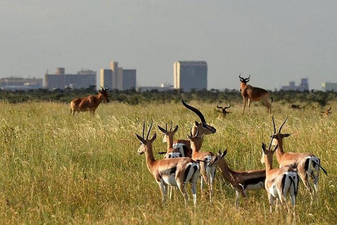 Early Morning Group Joining Mini Safari To Nairobi National Park - Why this Nairobi safari feels different
