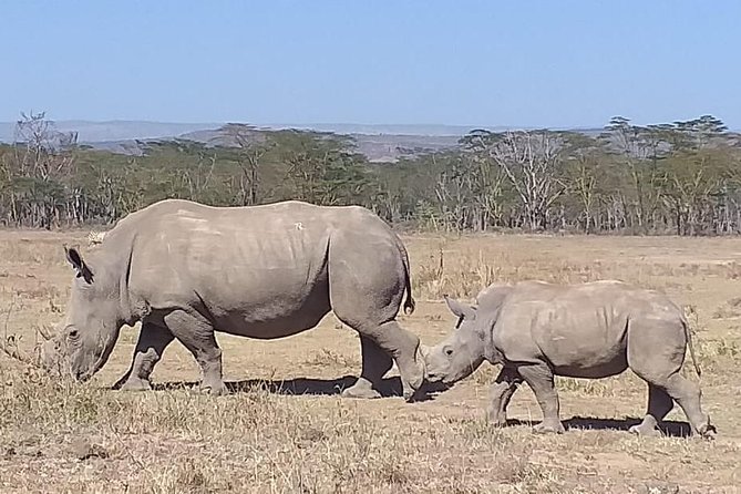 Early Morning Group Joining Mini Safari To Nairobi National Park - Searching for four of the Big Five