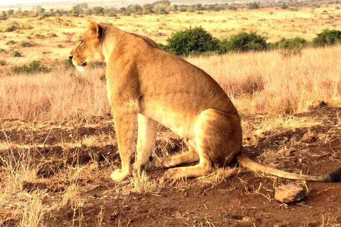Early Morning Group Joining Mini Safari To Nairobi National Park - The guide and the value of the vehicle