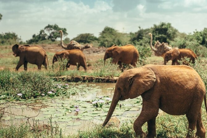 Early Morning Half Day Group Tour to Nairobi National Park - The 6 or 7 a.m. meeting time needs checking