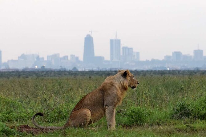 Early Morning Half Day Group Tour to Nairobi National Park - A strong morning for birdwatching