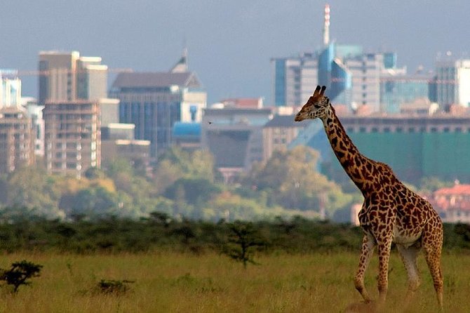 Early Morning Half Day Mini Safari To Nairobi National Park - The 6:00 am Pickup and Ride to the Main Gate