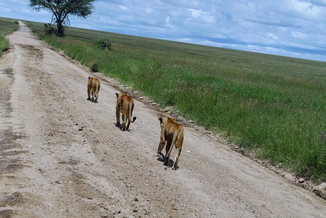 Early Morning Half Day Mini Safari To Nairobi National Park - Is This Nairobi Safari Worth Booking?