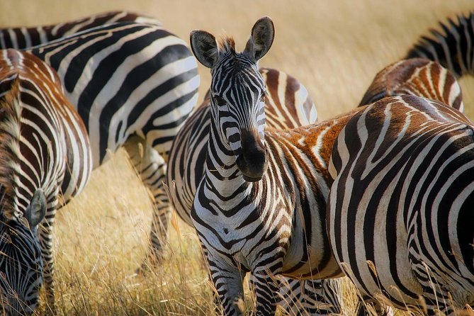 Early Morning Half Day Mini Safari To Nairobi National Park - FAQ