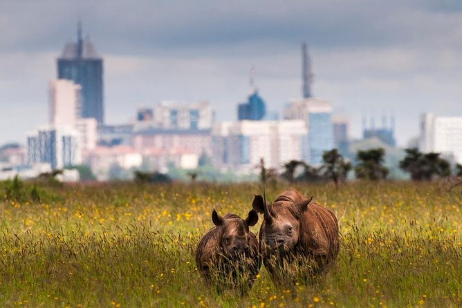 Early Morning Half Day Mini Safari To Nairobi National Park - A Private Vehicle Makes Six Hours Feel More Personal