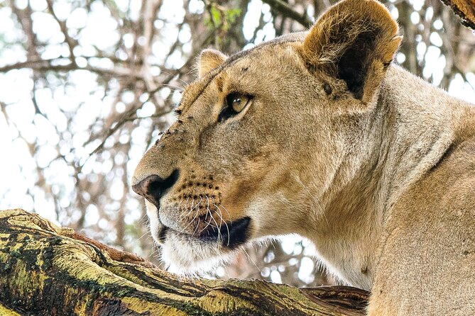Early Morning Nairobi Park Safari and Giraffe Centre Tour. - Why this early Nairobi combination works
