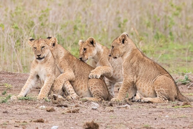 Early Morning Nairobi Park Safari and Giraffe Centre Tour. - The Giraffe Centre’s raised viewing platform