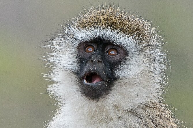 Early Morning Nairobi Park Safari and Giraffe Centre Tour. - Who will get the most from this tour
